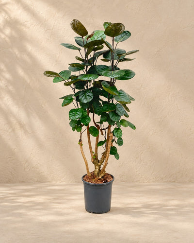 Polyscias Fabian (Polyscias scutellaria 'Fabian') van 100 cm hoog in kweekpot van 24 cm