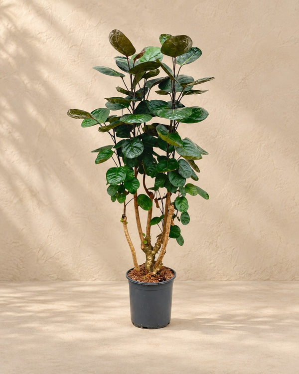 Polyscias Fabian (aralia) 100 cm de altura, maceta ø24 cm