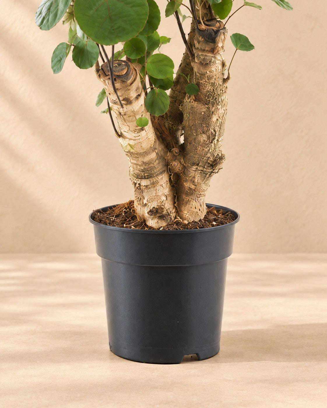 Dolna część Polyscias Fabian (Polyscias scutellaria 'Fabian') z doniczką uprawową