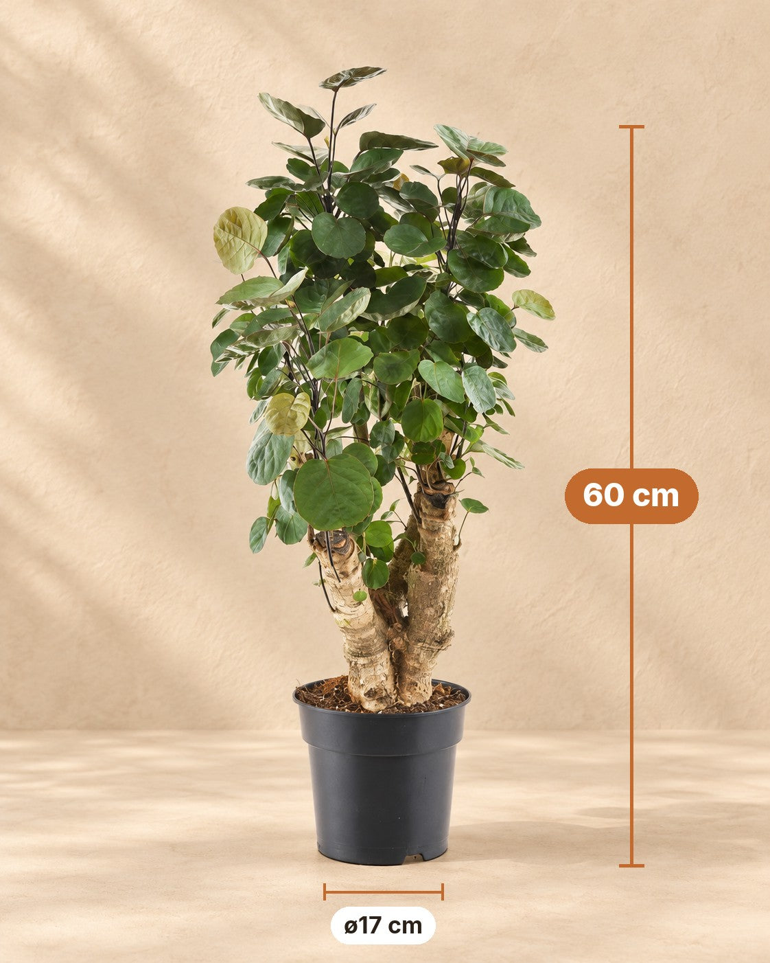 Wymiary Polyscias Fabian: wysokość 60 cm, doniczka ø17 cm