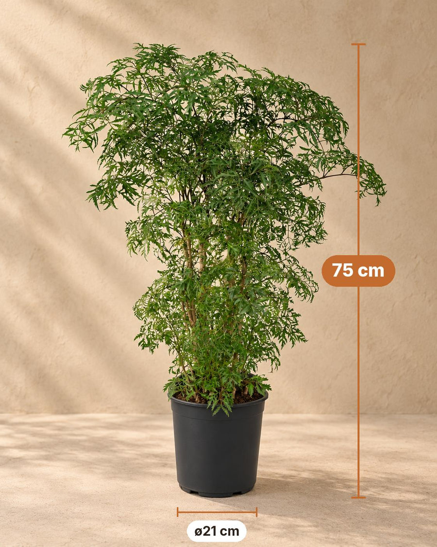 Aralia (Polyscias fruticosa) 75 cm hög, kruka ø21 cm