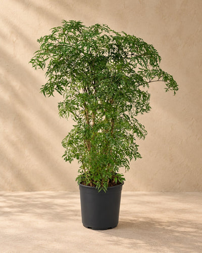 Aralia 75 cm hög, kruka ø21 cm
