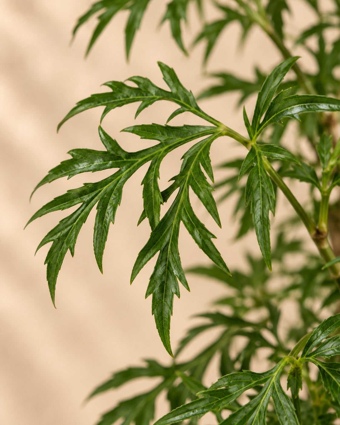 Närbild på bladen hos Polyscias Hawaiiana Ming (Polyscias fruticosa 'Ming')