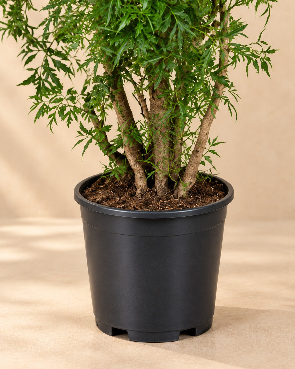 Nedre delen av Polyscias Hawaiiana Ming (Polyscias fruticosa 'Ming') med odlingskrukan