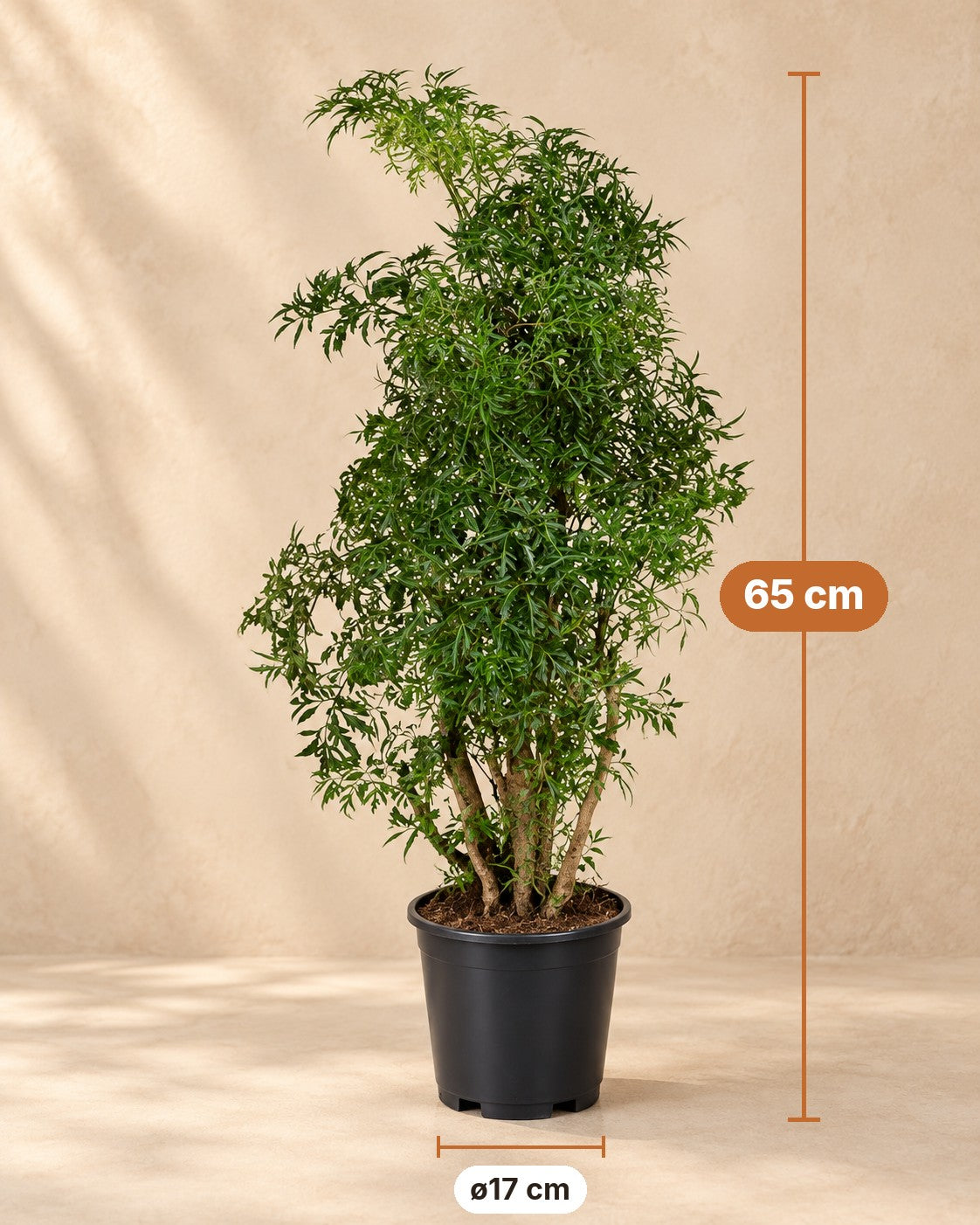 Mått Polyscias Hawaiiana Ming: 65 cm hög, kruka ø17 cm