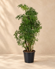 Polyscias Hawaiiana Ming (Polyscias fruticosa 'Ming'), 65 cm hög i en 17 cm odlingskruka