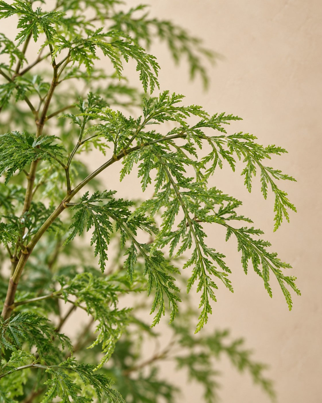 Close-up van het blad van de Polyscias Hawaiiana Ming (Polyscias fruticosa 'Ming')