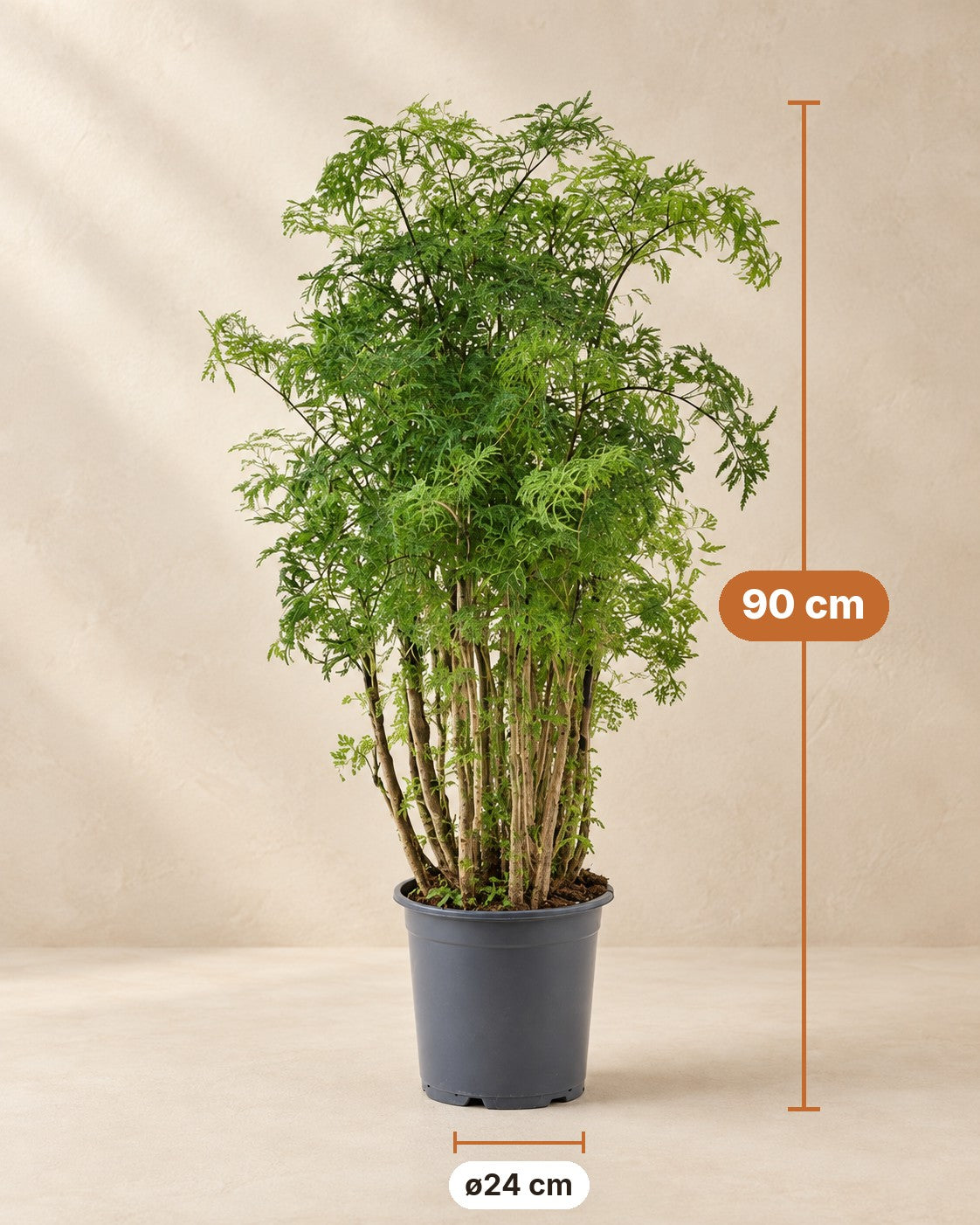 Afmetingen Polyscias Hawaiiana Ming: 90 cm hoog, pot ø24 cm