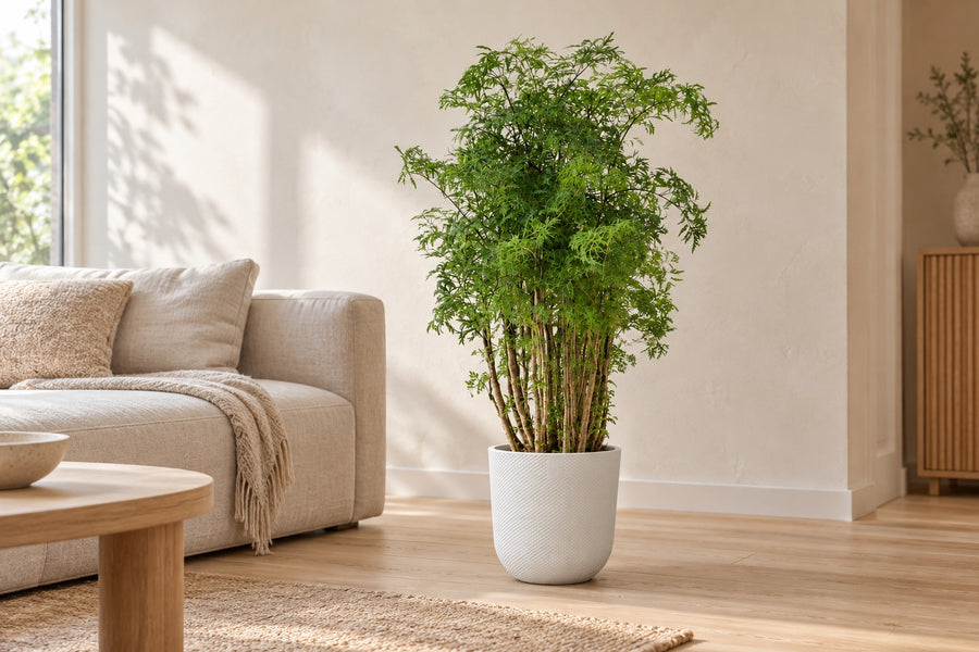 Polyscias Hawaiiana Ming (aralia) 90 cm hoog, pot ø24 cm