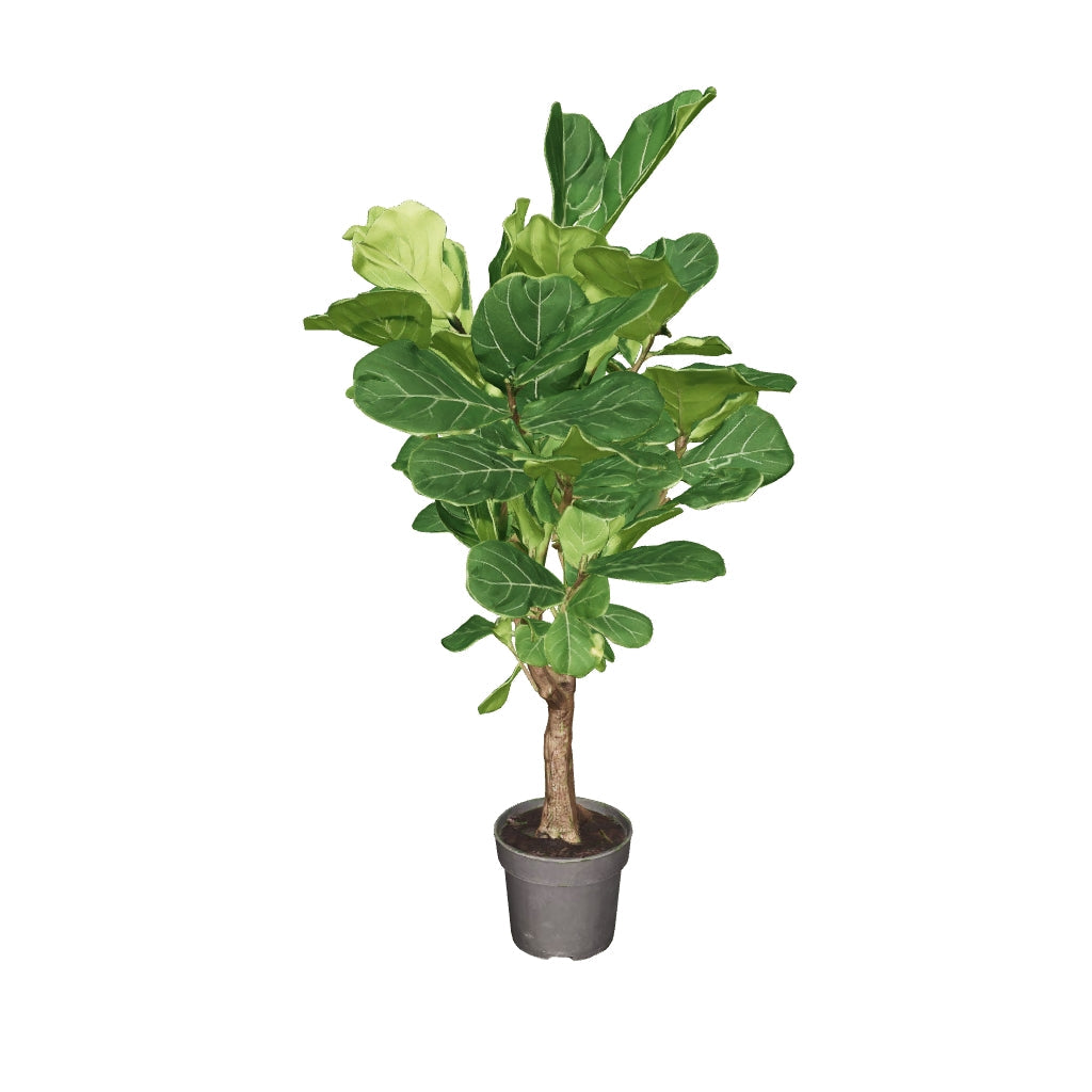 3D-model van de vioolbladplant (Ficus lyrata), 140 cm, voor AR
