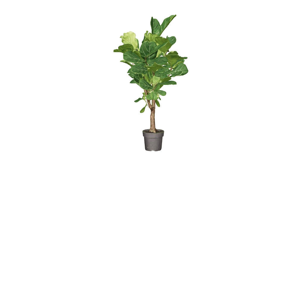 3D-model van de vioolbladplant (Ficus lyrata), 140 cm, met wiegbeweging