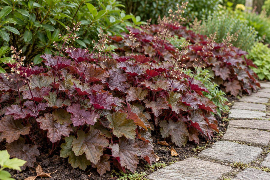 Heuchera 'Palace Purple' (Heuchera micrantha)
