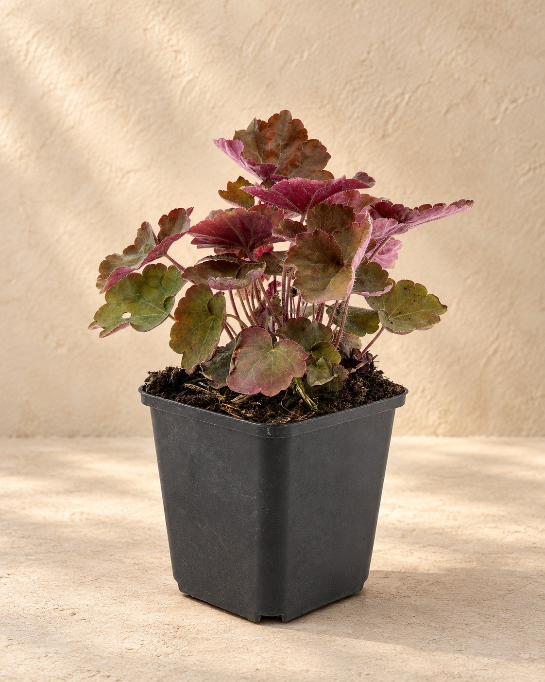 Heuchera 'Palace Purple' in vaso di coltivazione