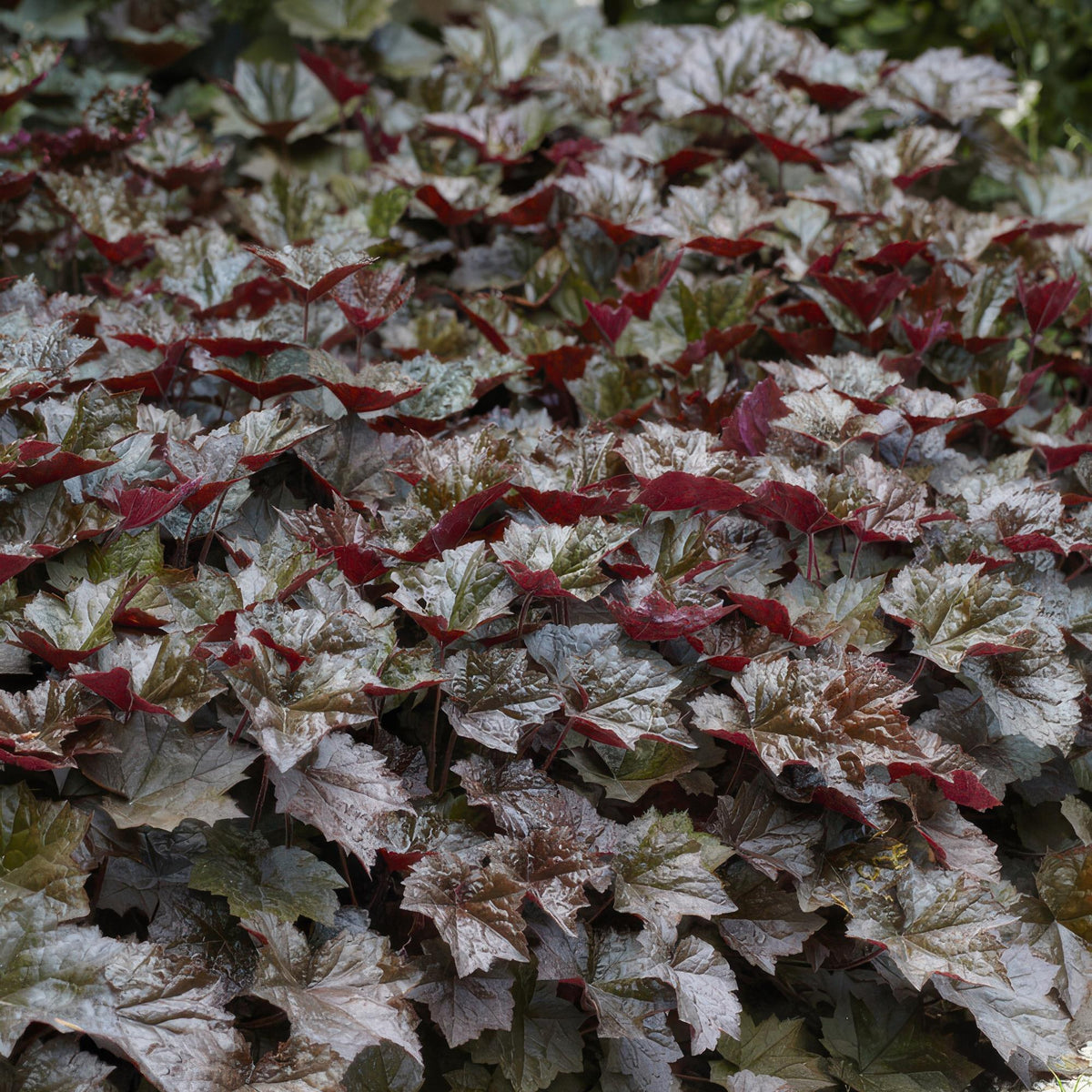 Heuchera 'Palace Purple' in giardino