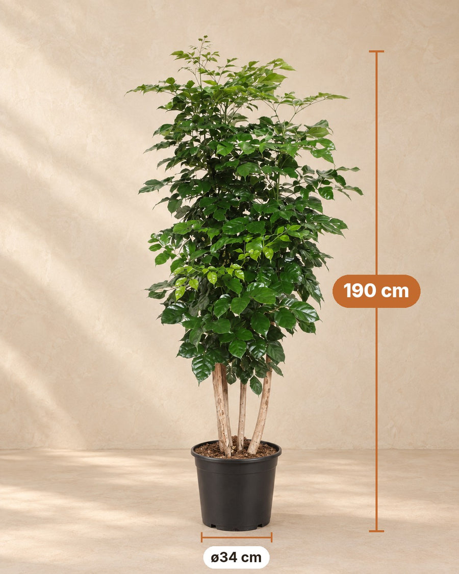 Radermachera Hainanensis 190cm - ø34
