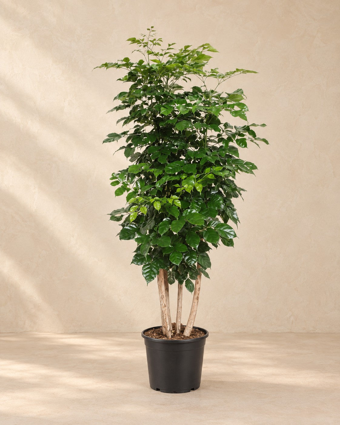 Radermachera Hainanensis van 190 cm hoog in kweekpot van 34 cm