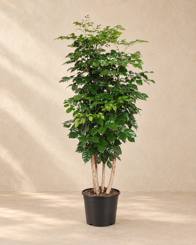 Radermachera Hainanensis van 190 cm hoog in kweekpot van 34 cm