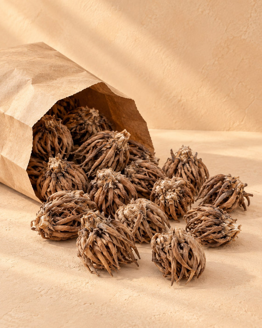 Ranonkelbollen Mix (Ranunculus)