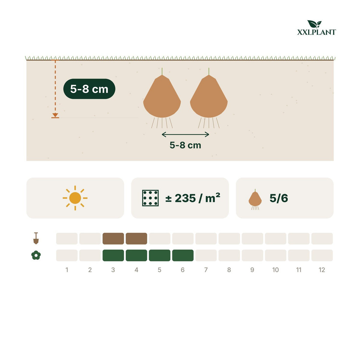 Plantkaart ranonkelbollen mix: 5-8 cm diep, 5-8 cm uit elkaar
