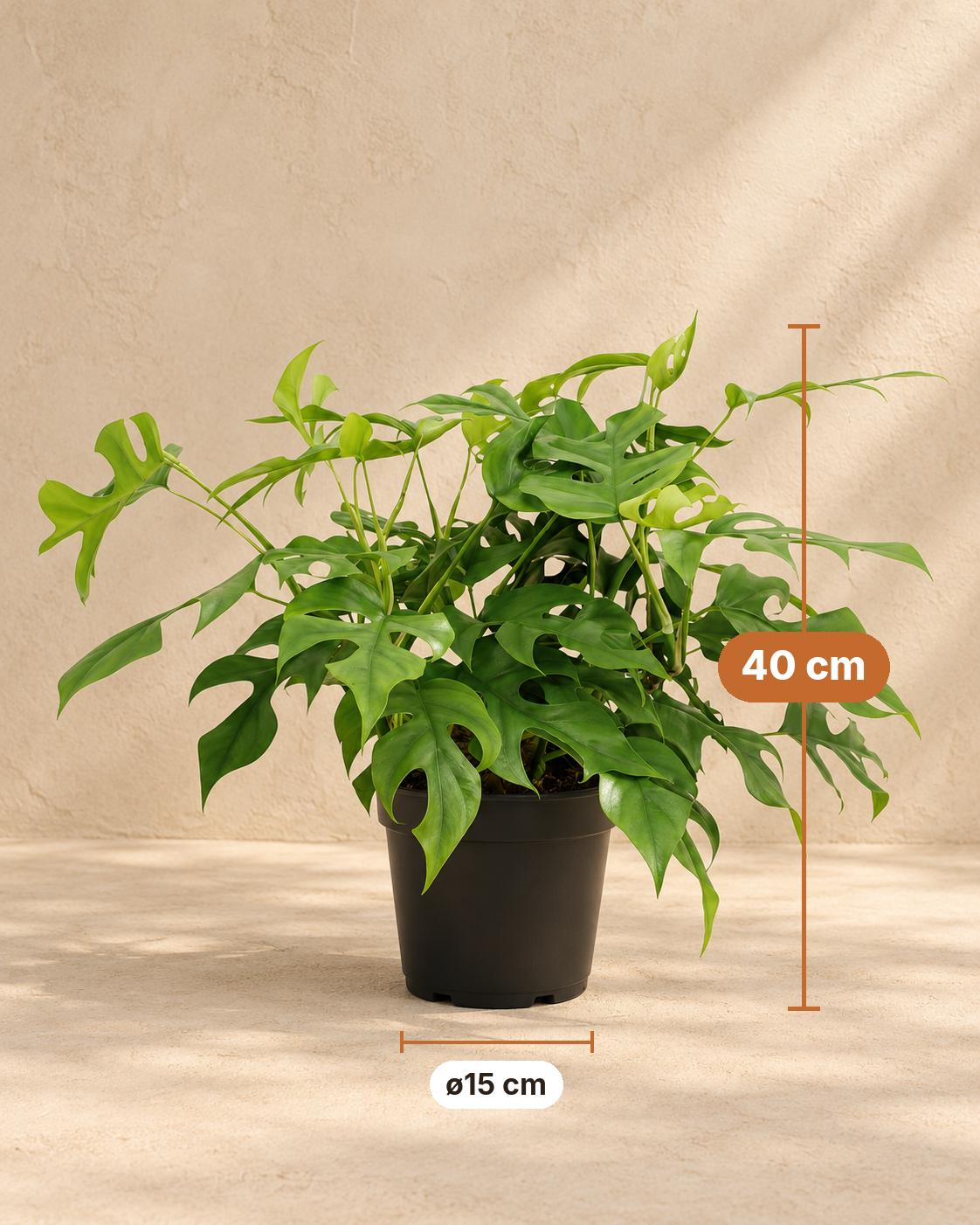 Mini monstera 40 cm tall, pot ø15 cm