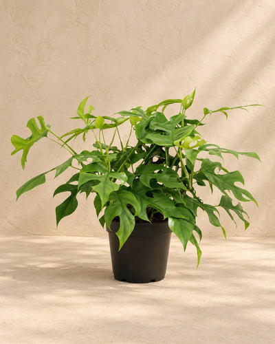 Mini monstera 40 cm tall, pot ø15 cm