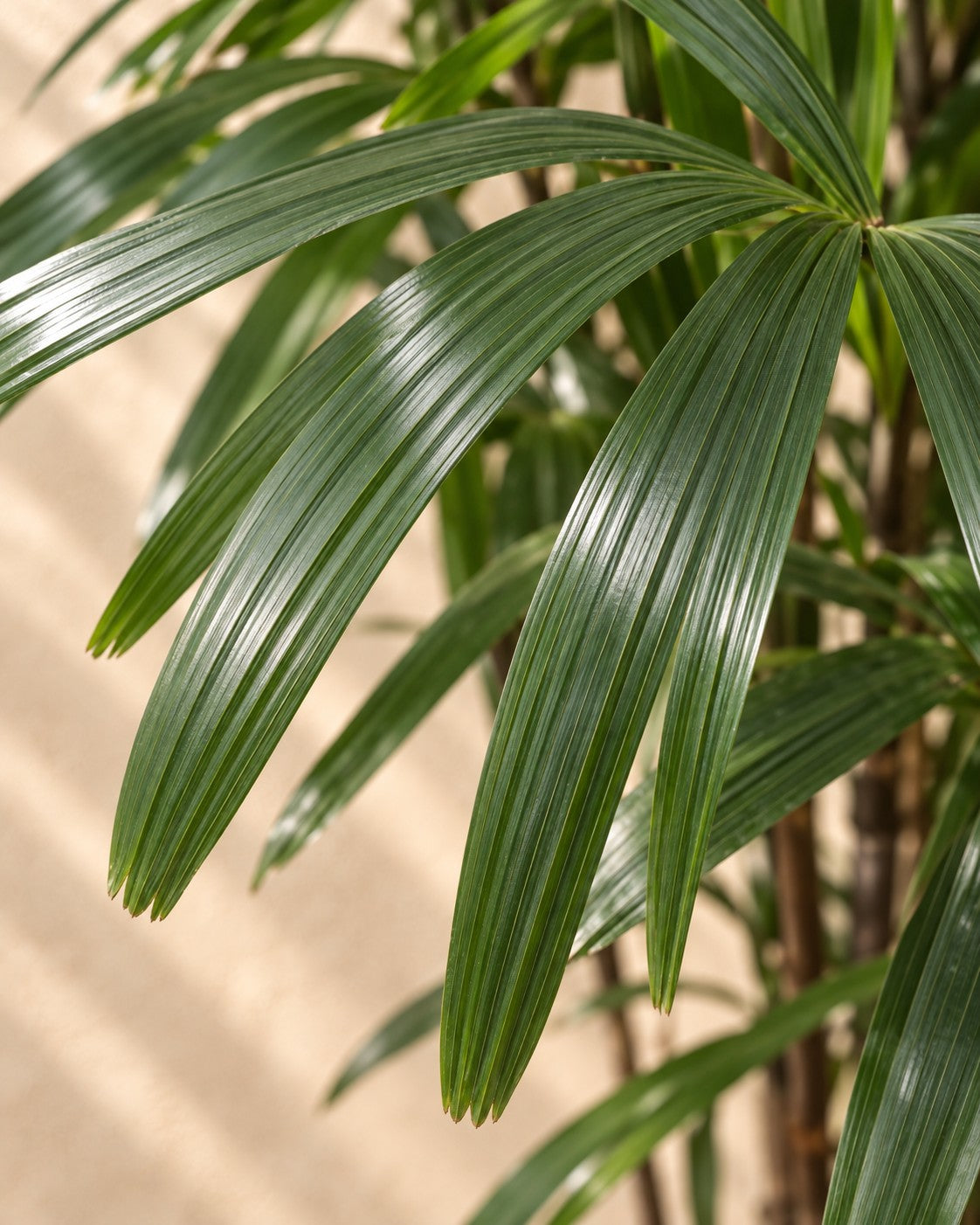 Gros plan sur les feuilles de Rhapis Excelsa