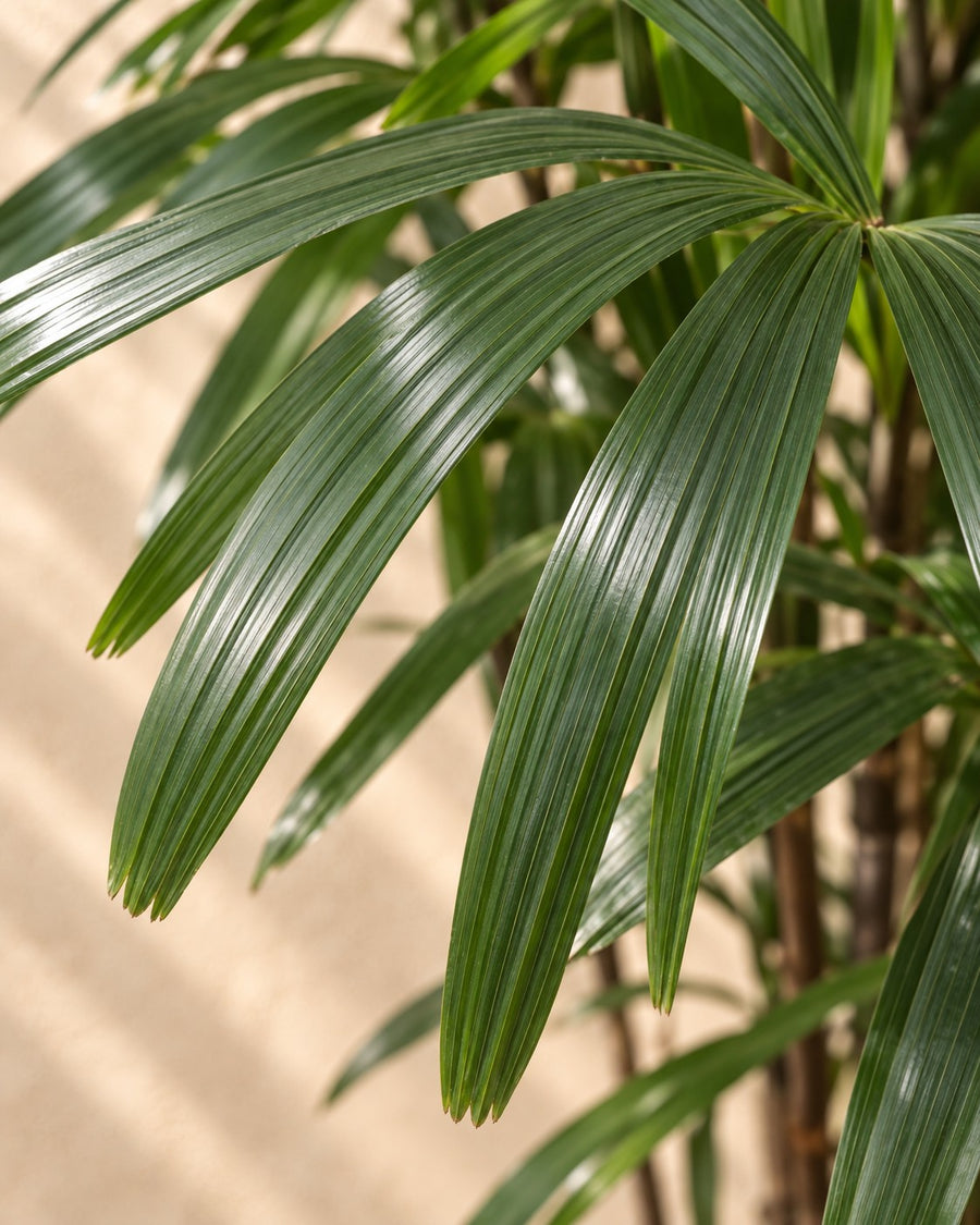 Rhapis Excelsa - 190 cm - ø40
