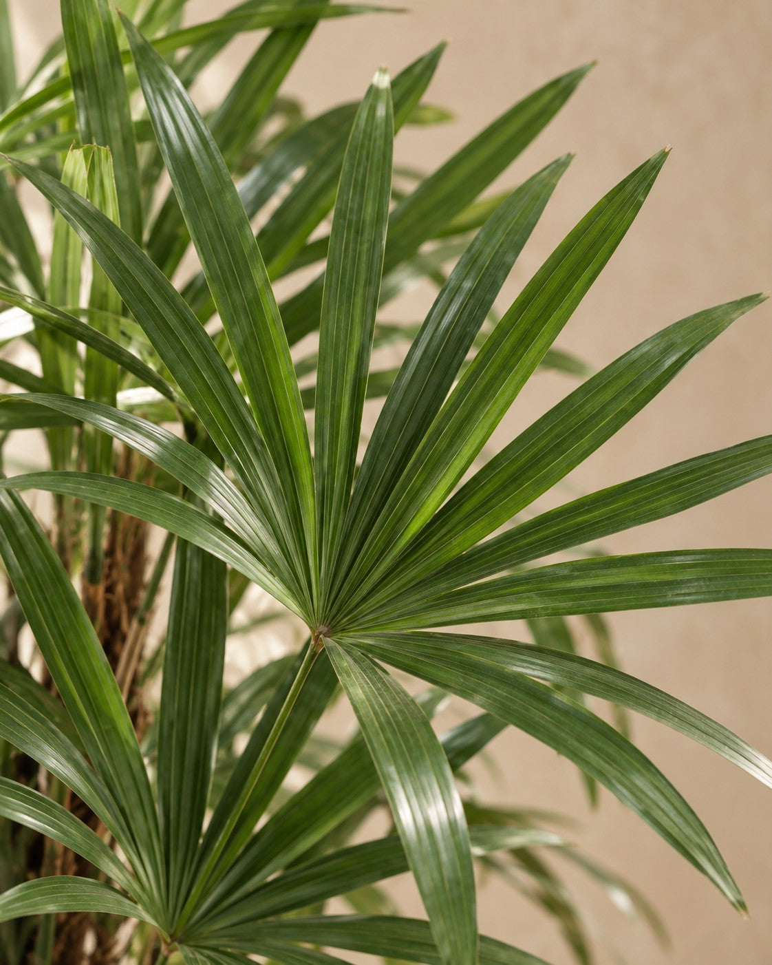 Close-up van het blad van de Rhapis excelsa