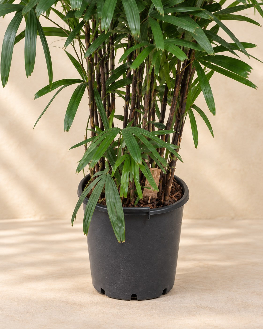 Partie basse de Rhapis Excelsa avec son pot de culture