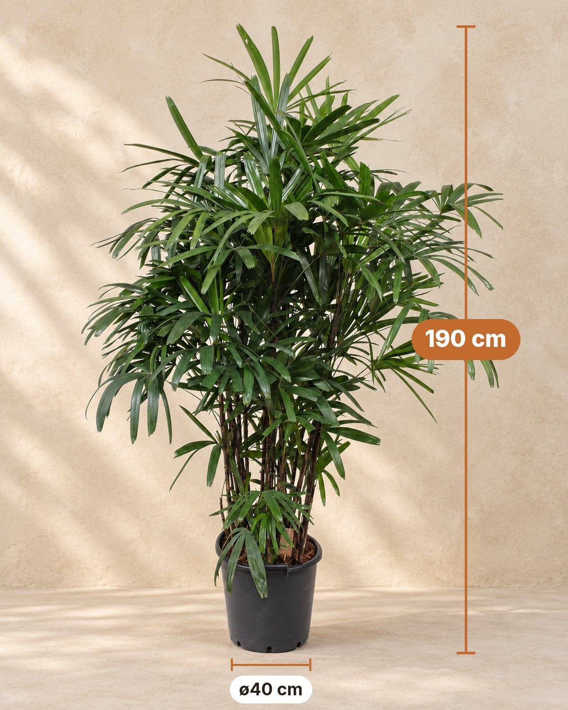 Dimensions Rhapis Excelsa : 190 cm de haut, pot ø40 cm