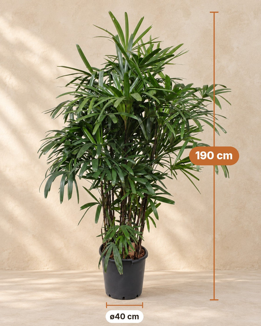 Rhapis Excelsa - 190 cm - ø40
