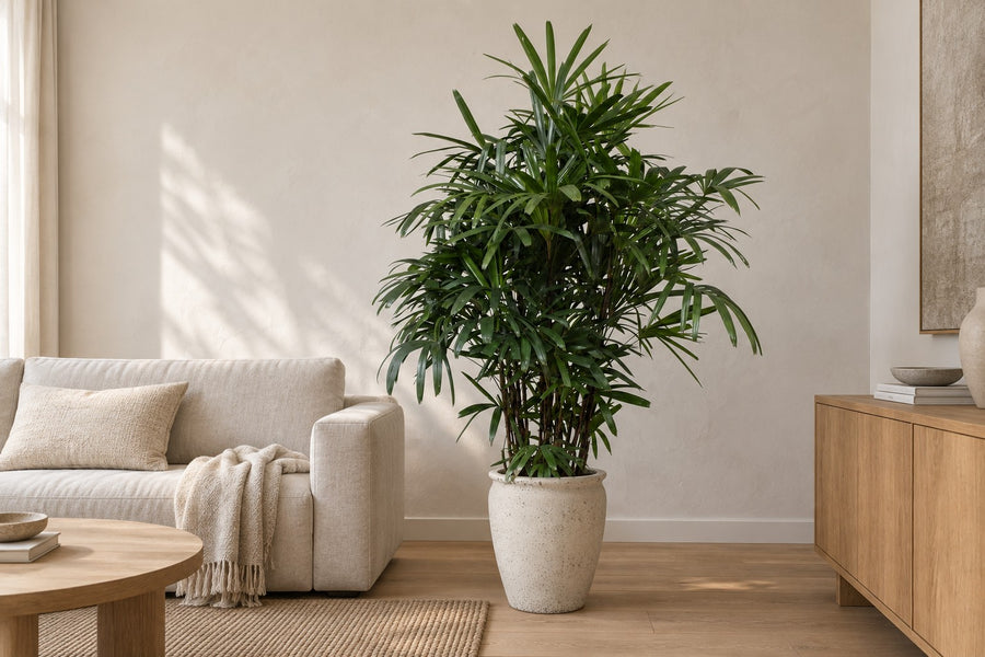 Rhapis Excelsa - 190 cm - ø40