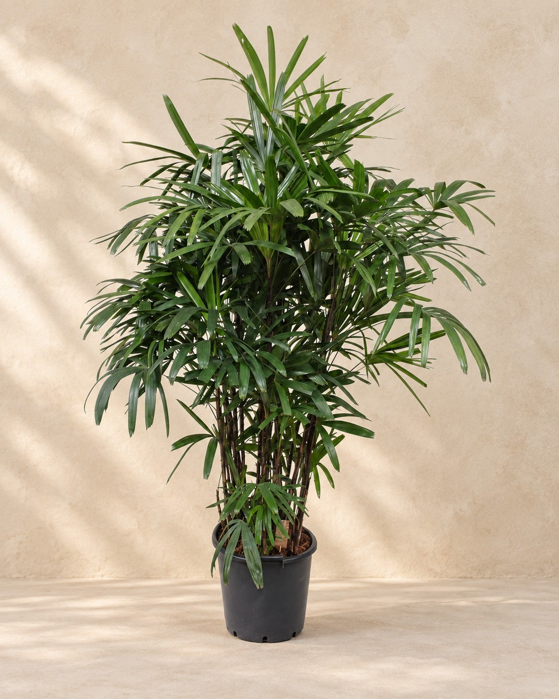 Rhapis Excelsa, 190 cm de haut en pot de culture de 40 cm