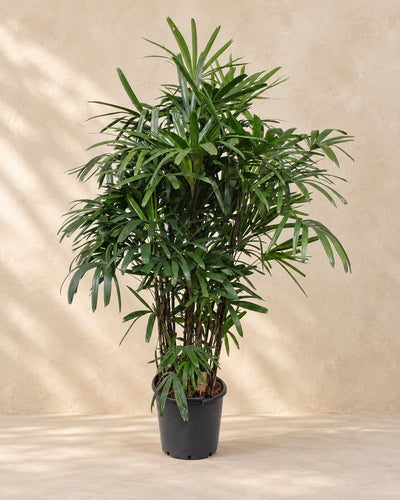 Rhapis Excelsa, 190 cm de haut en pot de culture de 40 cm
