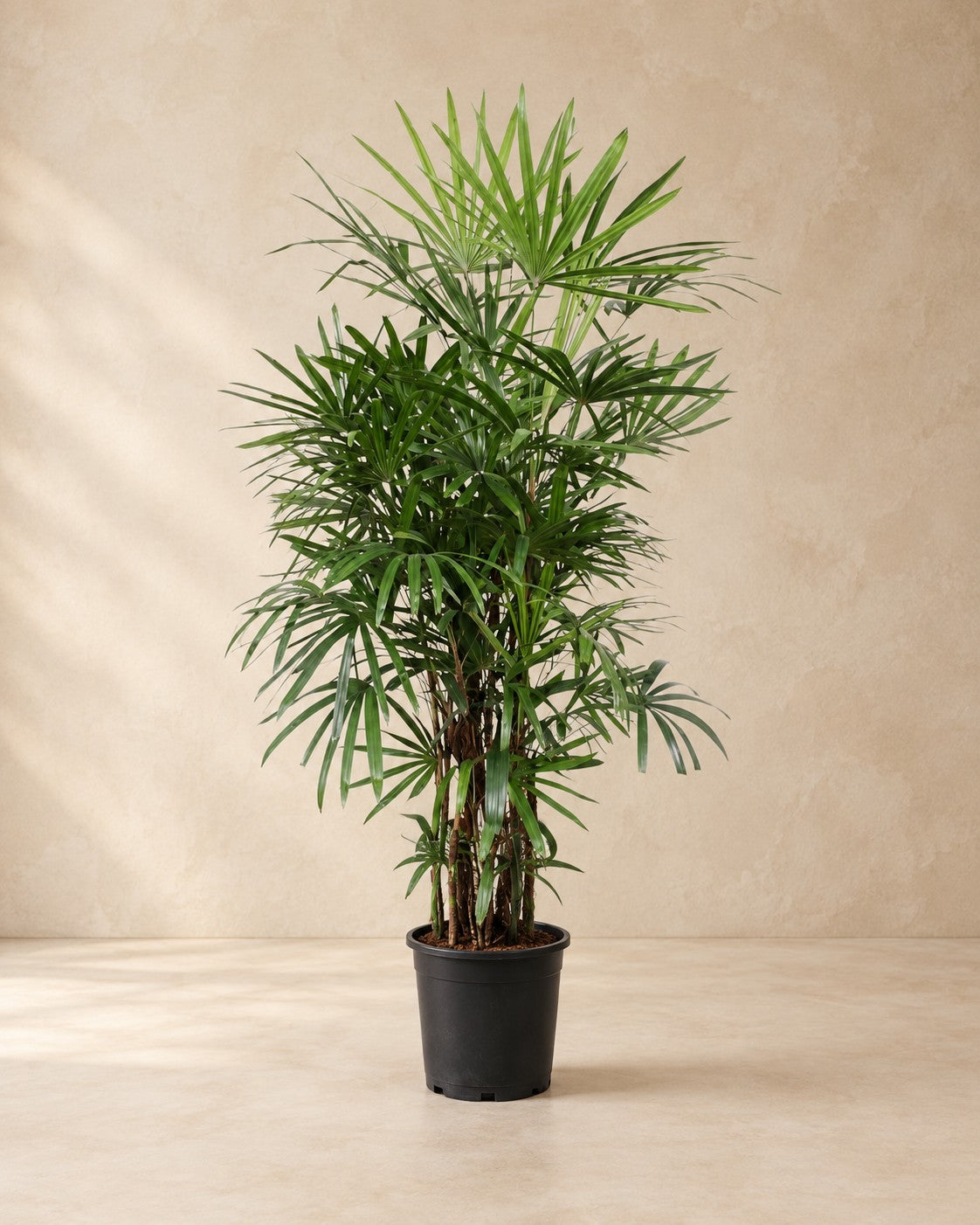 Rhapis excelsa van 190 cm hoog in kweekpot van 34 cm