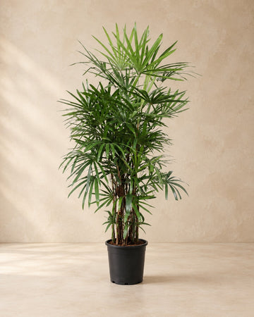 Rhapis Excelsa