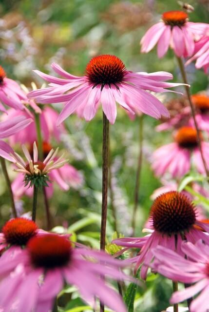 Echinacea 'Magnus' in giardino