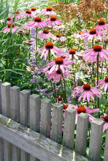 Echinacea 'Magnus' in giardino
