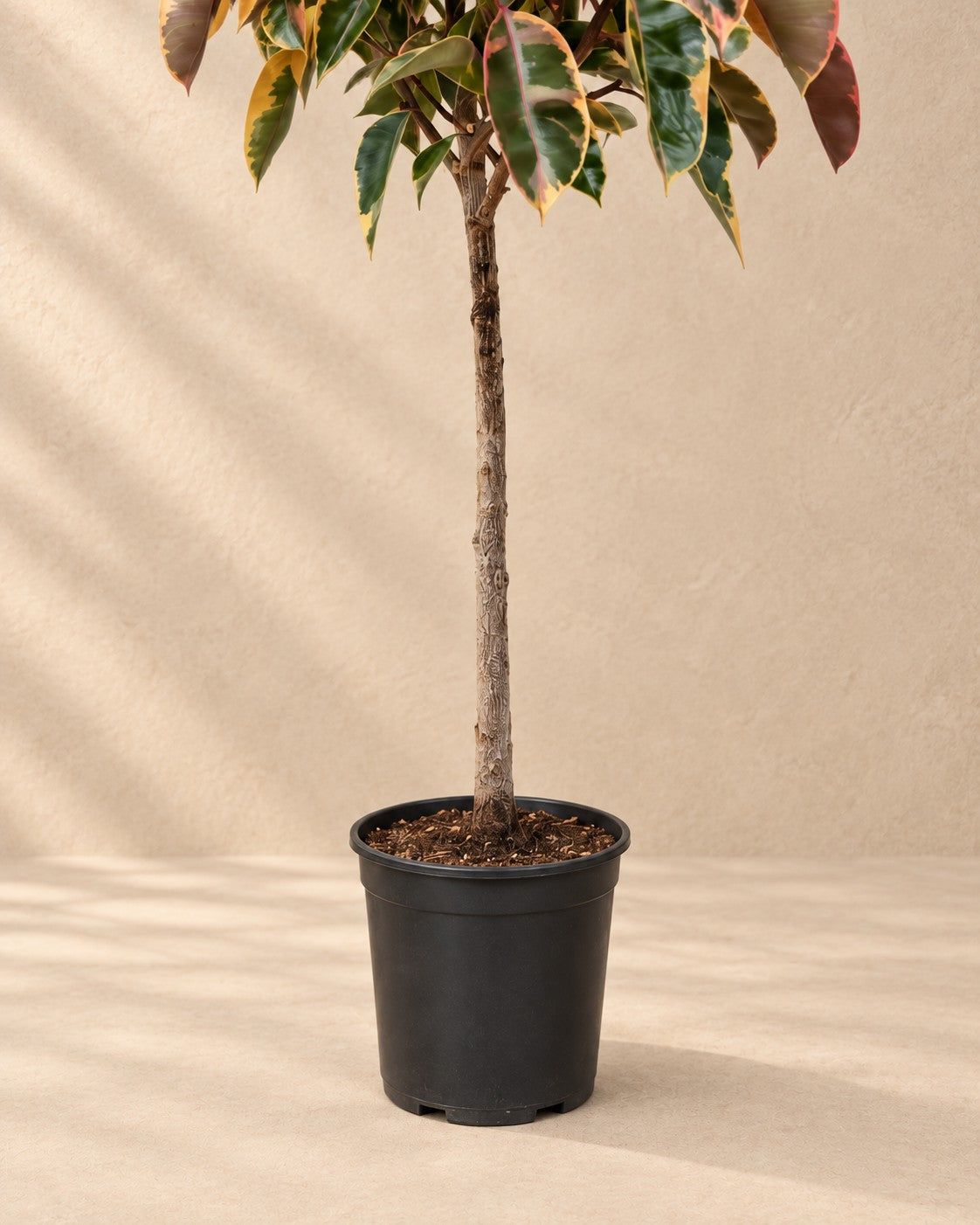 Onderste deel van de Rubberboom Belize op stam (Ficus elastica 'Belize') met de kweekpot