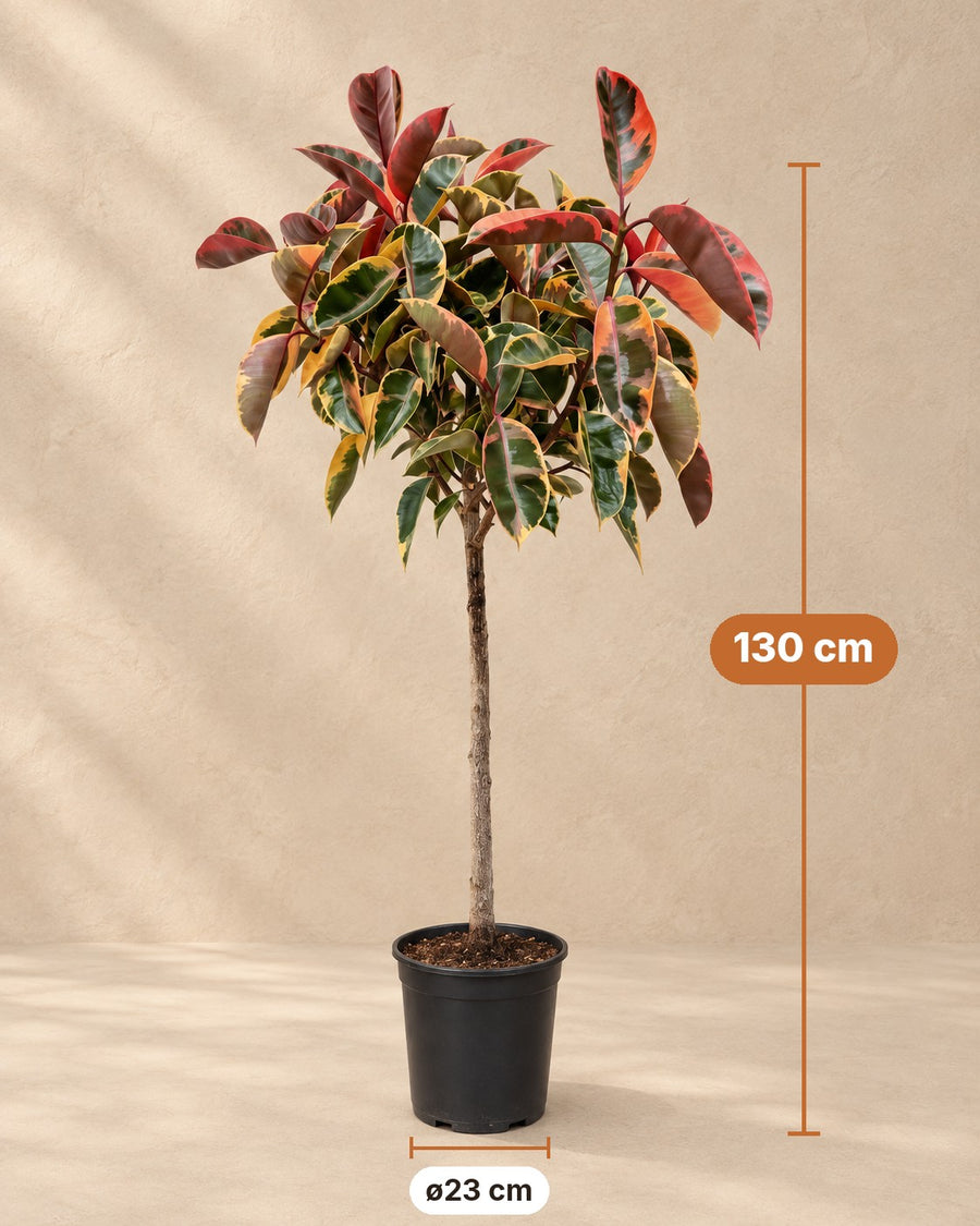 Rubberboom Belize op stam (Ficus elastica) 130 cm hoog, pot ø23 cm