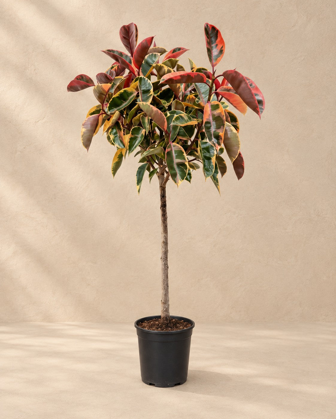 Gummiträd Belize på stam (Ficus elastica 'Belize'), 130 cm hög i en 23 cm odlingskruka