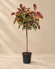 Rubberboom Belize op stam (Ficus elastica 'Belize') van 130 cm hoog in kweekpot van 23 cm