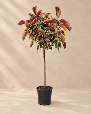 Hévéa Belize sur tronc (Ficus elastica) 130 cm de haut, pot ø23 cm