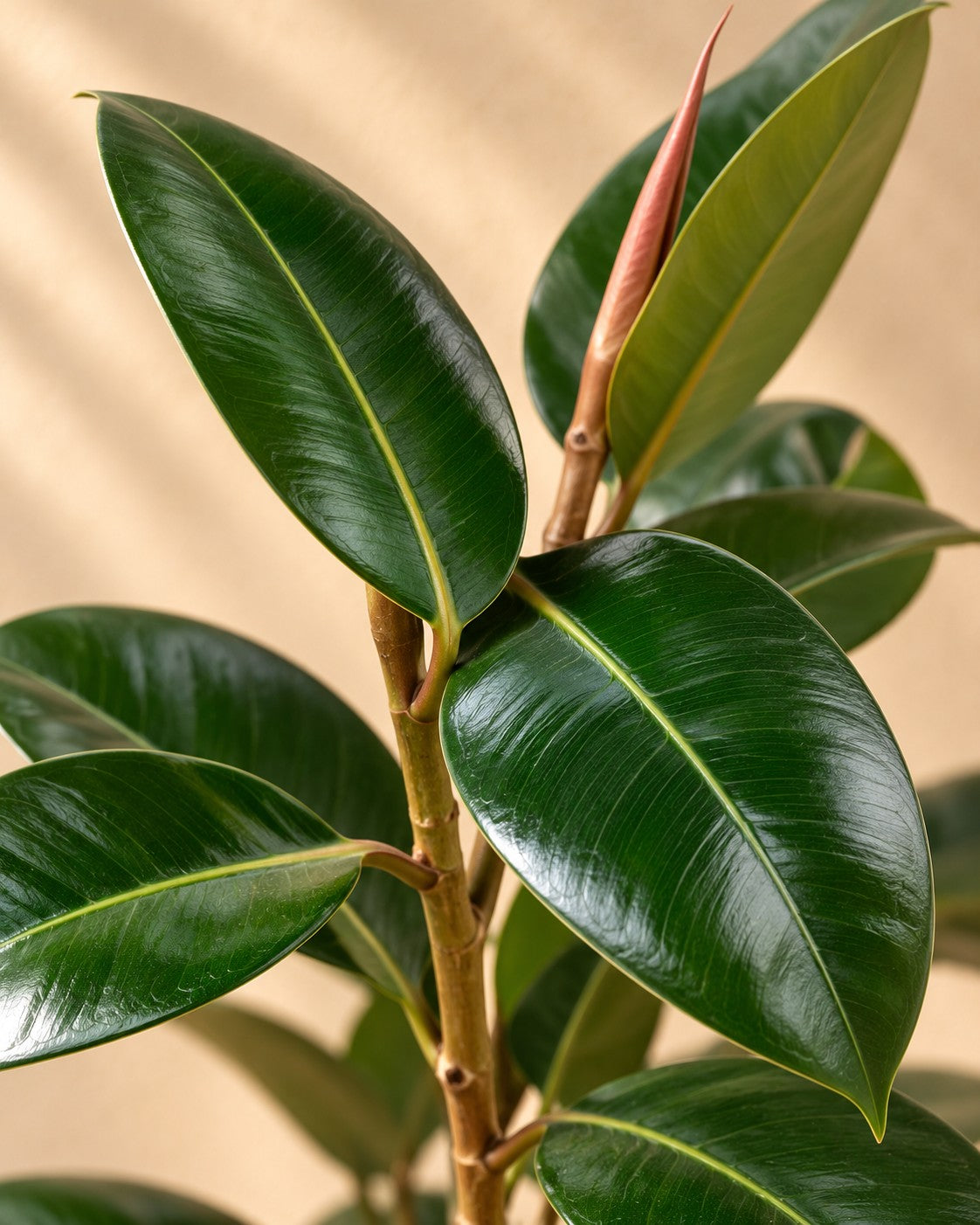 Close-up van het blad van de Rubberboom (Ficus elastica 'Robusta')