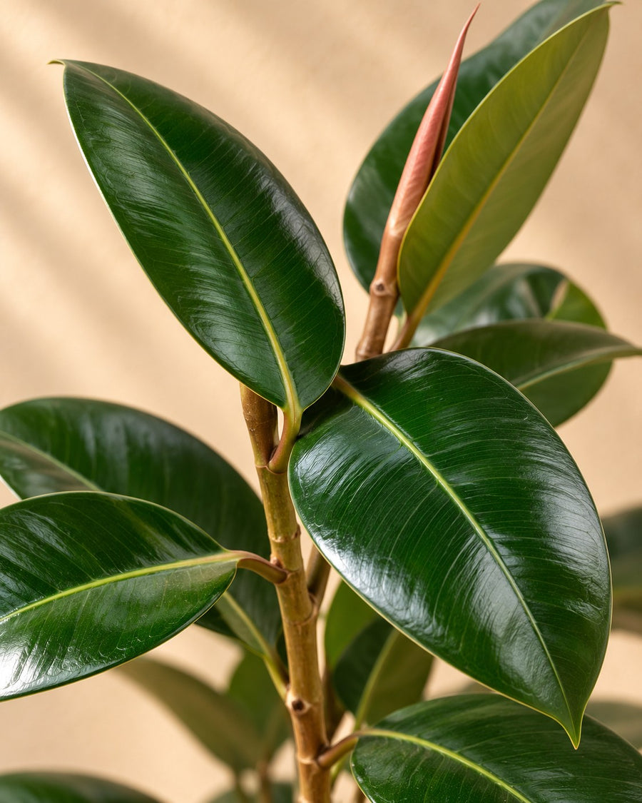 Rubberboom (Ficus elastica 'Robusta') struik 190 cm hoog, pot ø35 cm