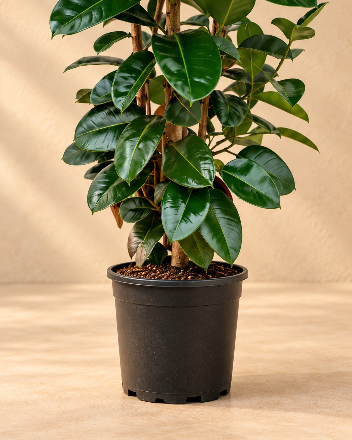 Onderste deel van de Rubberboom (Ficus elastica 'Robusta') met de kweekpot
