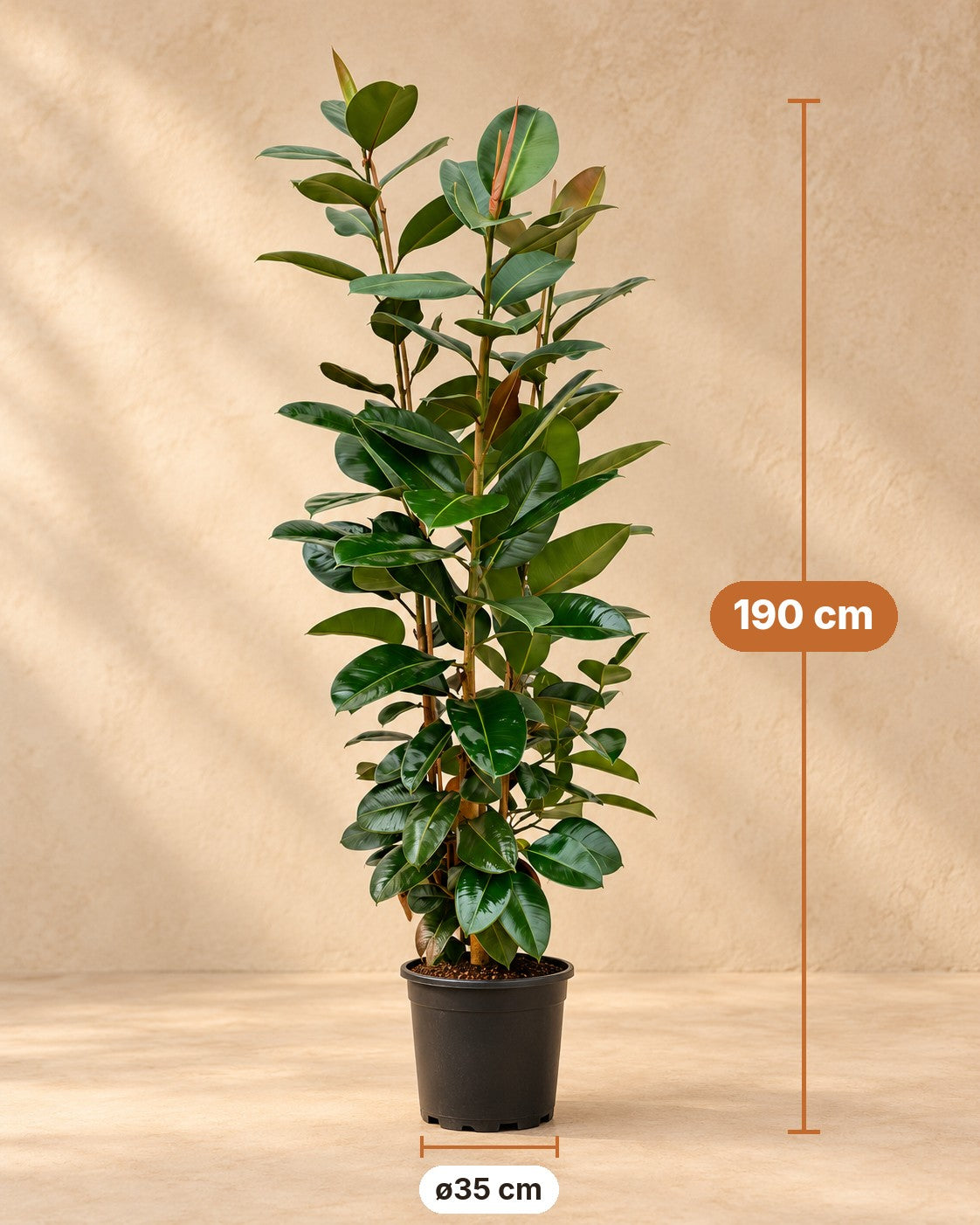 Afmetingen Rubberboom: 190 cm hoog, pot ø35 cm