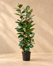 Rubberboom (Ficus elastica 'Robusta') van 190 cm hoog in kweekpot van 35 cm