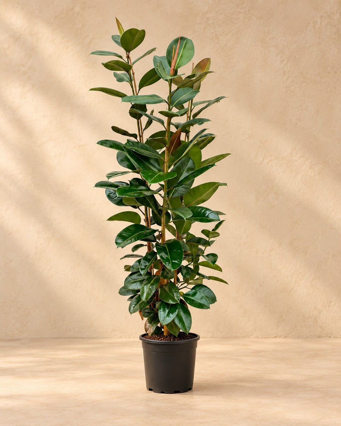 Rubberboom (Ficus elastica 'Robusta') van 190 cm hoog in kweekpot van 35 cm