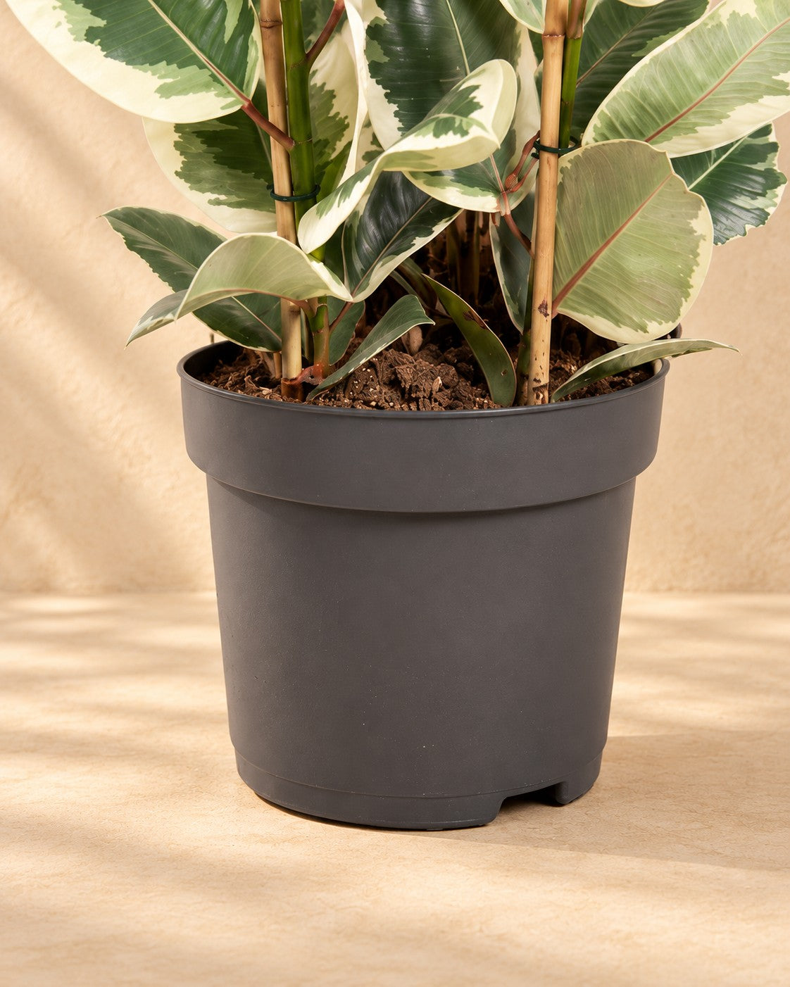 Parte bassa di Albero della gomma (Ficus elastica 'Tineke') con il vaso di coltivazione